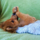 Illustration for article titled Shooting Challenge Pets Gallery 2
